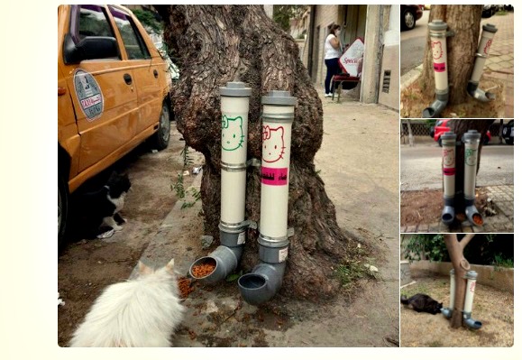 Syria Installs Cat Feeding Stations to Rescue War Torn Animals