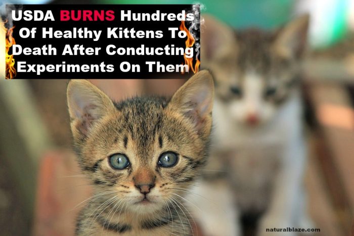 USDA Burns Hundreds Of Healthy Kittens To Death After Conducting Experiments On Them