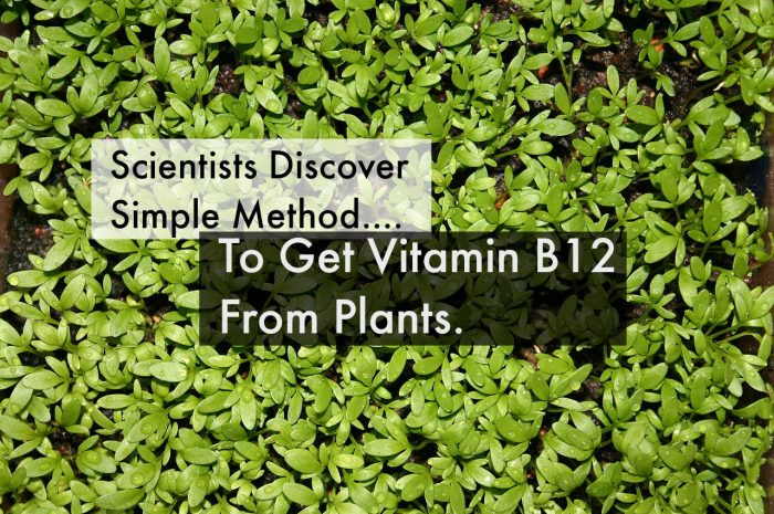 Scientists Discover Genius Way to Get Vitamin B12 Naturally Into Vegan Diet