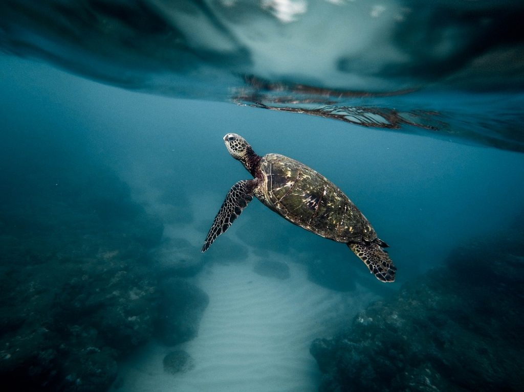 Microplastics Heat Marine Turtle Nests and Produce More Females