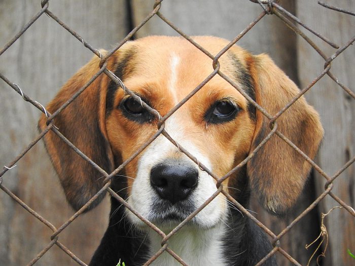 Beagles are Docile and Trusting – and That’s Why Corporations Use Them For Lab Tests