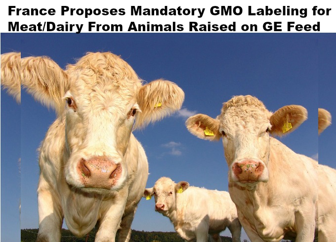France Proposes Mandatory Labeling for Meat and Dairy From Animals Raised on GMO Feed
