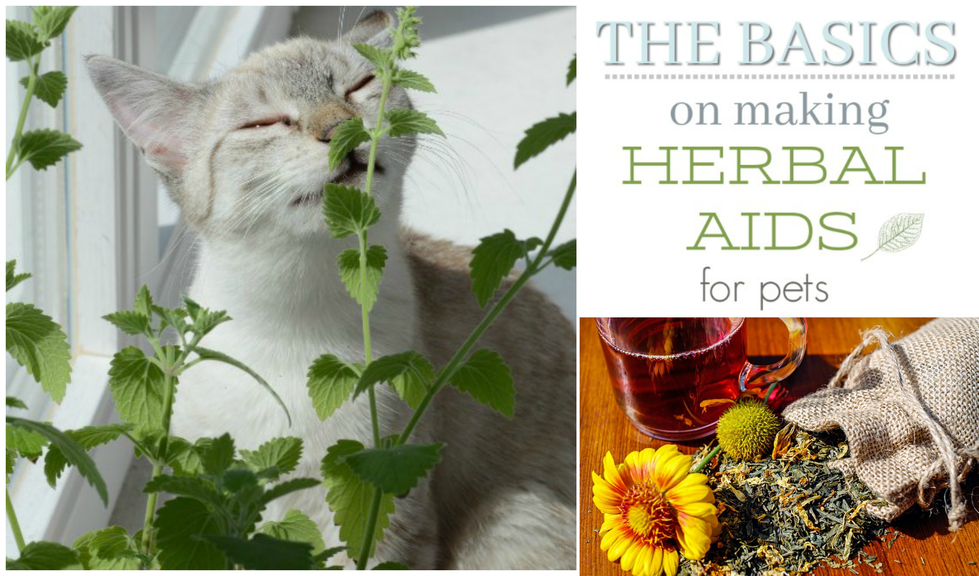 Beginner's Guide to Making Herbal Remedies Pets