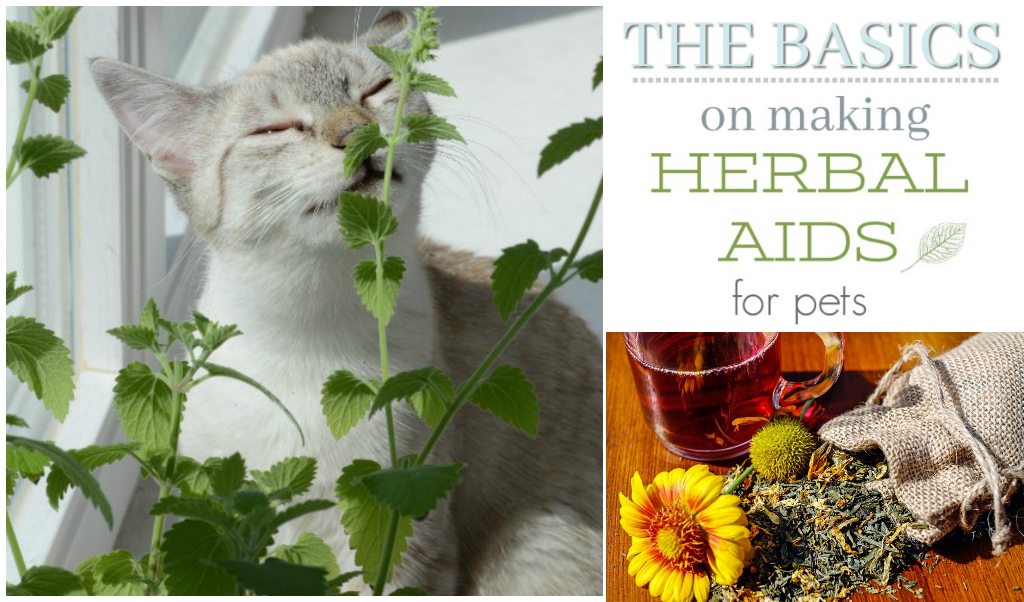 Beginner's Guide to Making Herbal Remedies for Pets