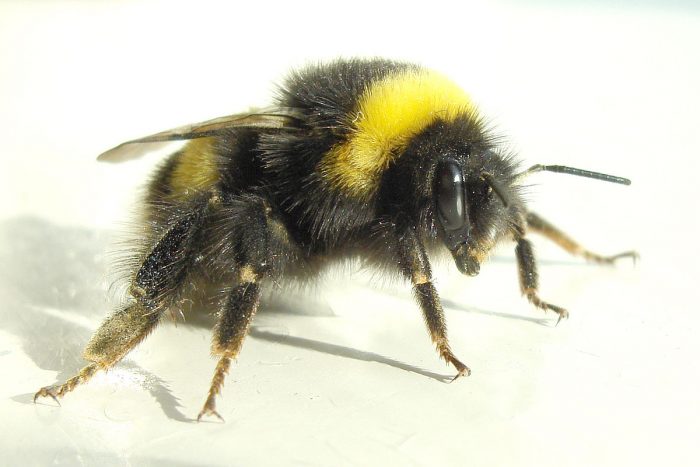 Irish Bumblebee Populations Hit Record 6-Year Low, Threatened With Extinction