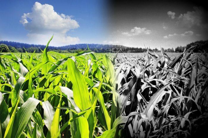 New Meta-Analysis Reveals That GMOs and Non-GMO Plants Are Not “Substantially Similar”