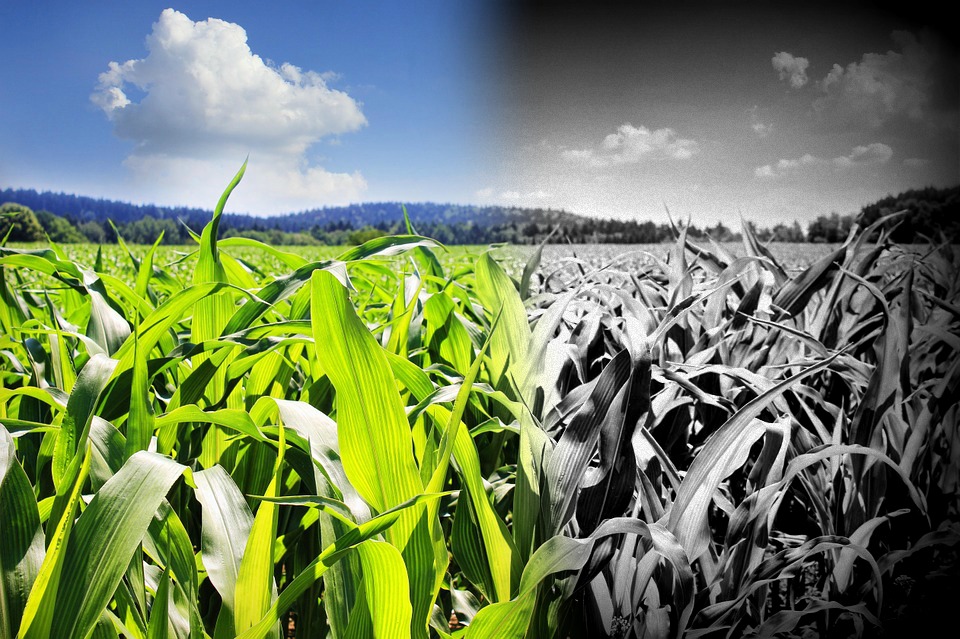 New Meta-Analysis Reveals That GMOs and Non-GMO Plants Are Not "Substantially Similar"