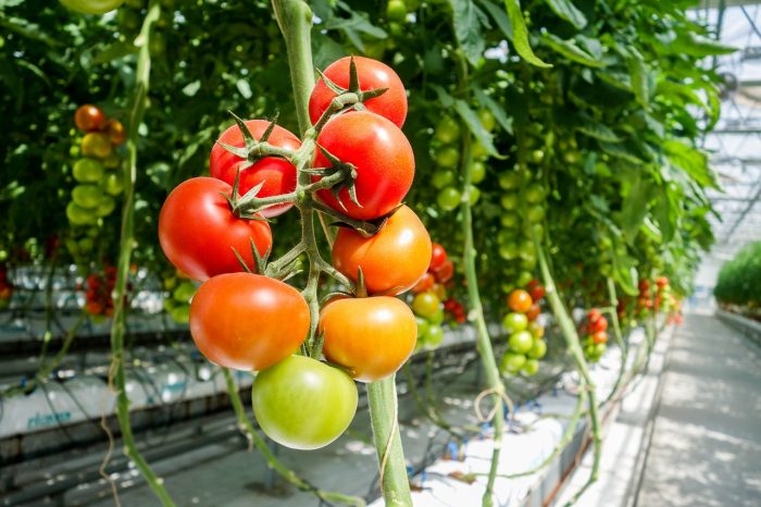 Environmentally Friendly Ways to Protect Tomatoes from Yellow Leaf Curl Disease