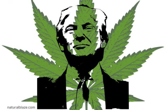 Trump Hints He May Support Eliminating Federal Pot Laws