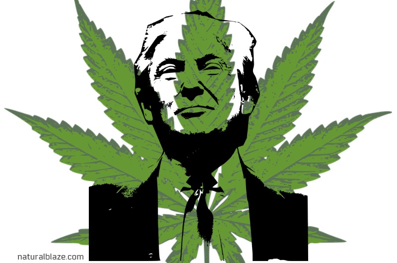 trump-support-eliminating-federal-marijuana-prohibition