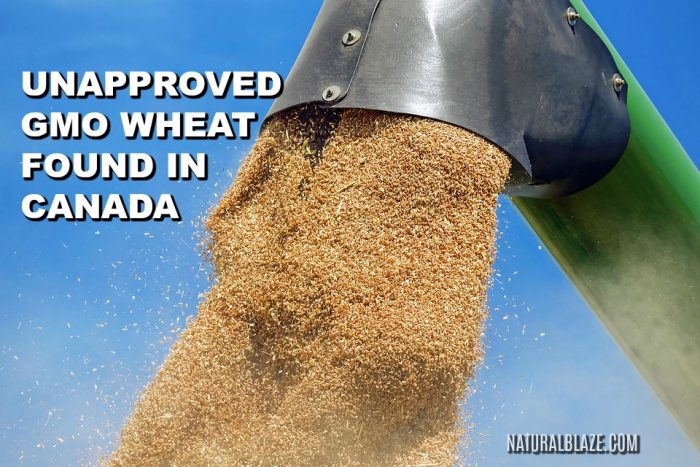 Unapproved Genetically Modified Wheat Found In Canada