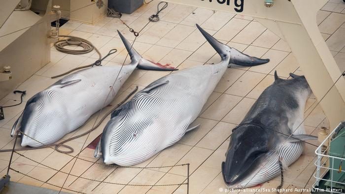 333 Whales Hunted, A Third of Them Pregnant, Killed in Japan’s Gruesome Program