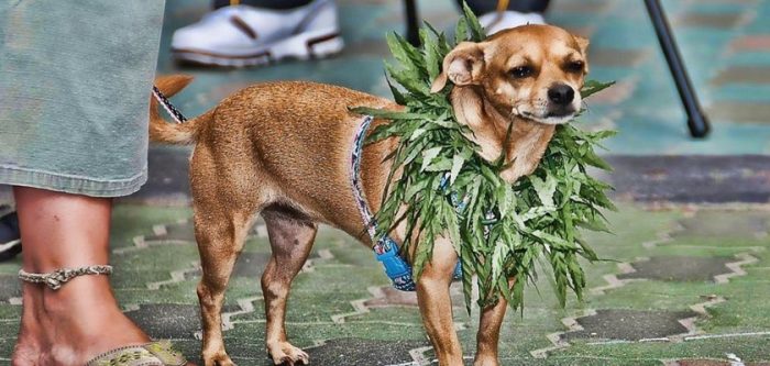 New Study Shows CBD Oil May Help Treat Seizures in Dogs, Too