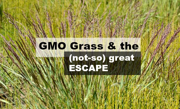 GMO Grass Escaped in the Grass Seed Capital of the World