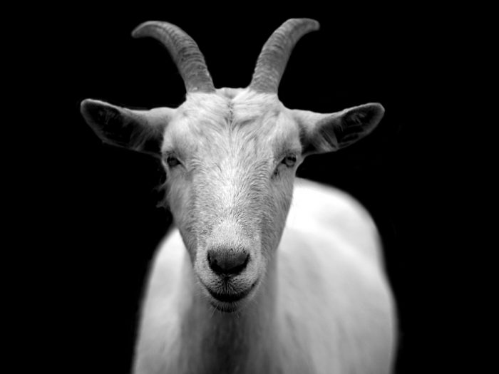 Can Goats Save the Country From Wildfires?