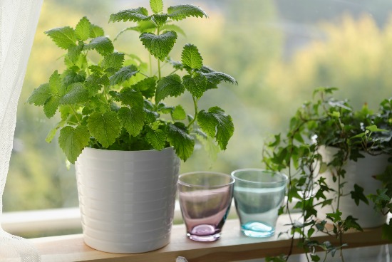 3 Medicinal Herbs You Can Grow Indoors