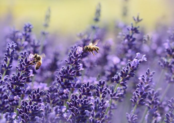 The Many Ways Lavender Is A Must For Natural Health