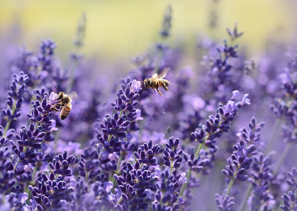 The Many Ways Lavender Natural Health