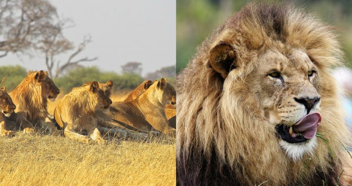 Lions Ate a Gang of Poachers Who Tried to Kill Protected Rhinos