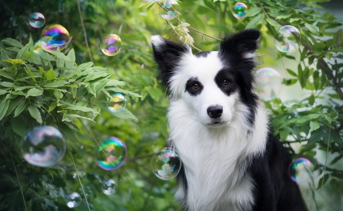 Dog Language Was Just Decoded By Science