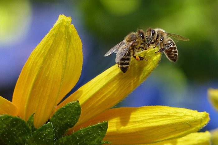 Organic Farming Improves Performance of Honeybee Colonies