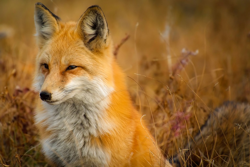 city drops poison on foxes risking lives of dogs