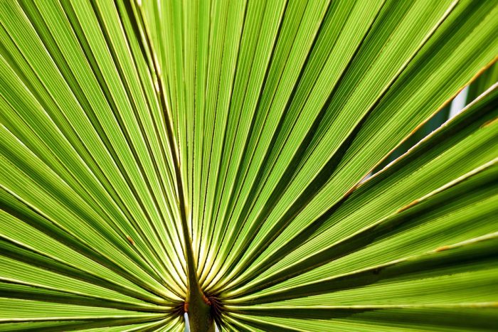 6 Benefits of Saw Palmetto For Women