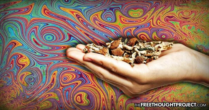 The FDA Just Approved PayPal Founder’s Project to Use Magic Mushrooms to Treat Depression