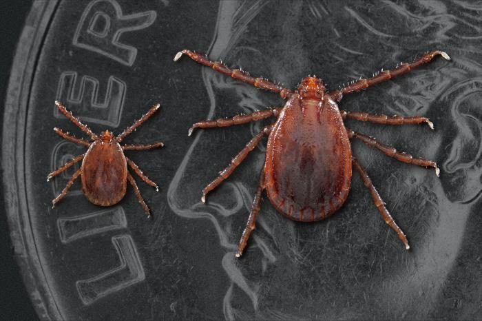 CREEPY: U.S. Invaded by Armies of Eastern Asian Tick that Spawns Without Mating