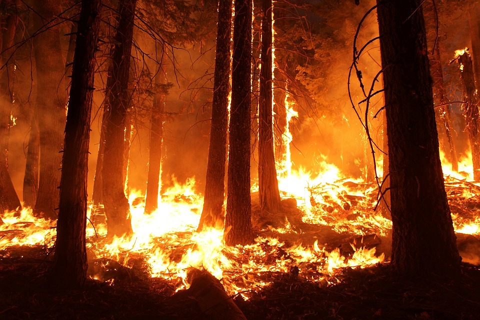 Prepare wildfire - How To Get Ready for a Rapidly Spreading Wildfire