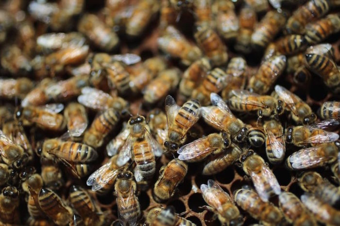 Confirmed: Monsanto’s Glyphosate Is Killing Bees, Disrupting The Gut Microbiome