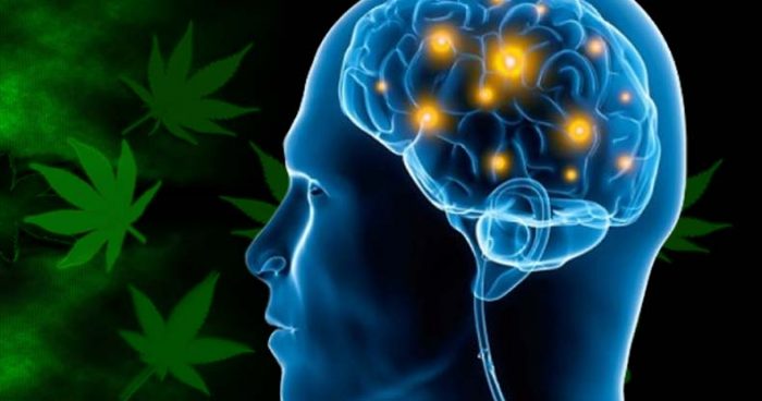 Cannabis Use Disorder: The Dark Side