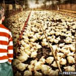One of America’s Largest Egg Producers Caught Using Child Slaves – Given to Them by US Gov’t
