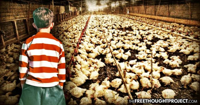One of America’s Largest Egg Producers Caught Using Child Slaves – Given to Them by US Gov’t