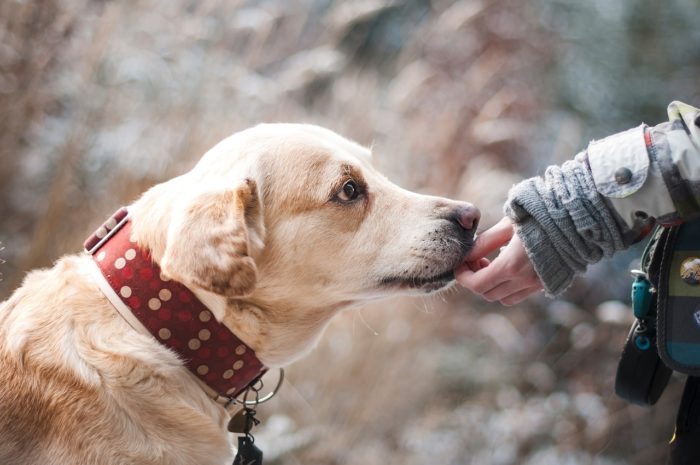 Dog Ownership Associated with Living Longer