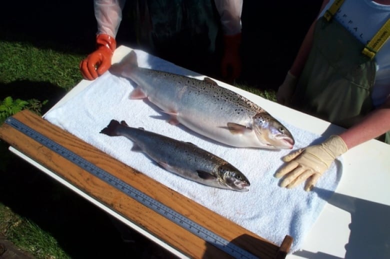 GMO Salmon Maker Refuses To Disclose Who They Selling To