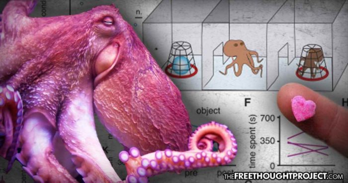 Scientists Just Gave Octopuses Ecstasy for the First Time and the Results were Profound