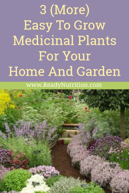 These 3 medicinal herbs are easy to grow and adaptable in most climates. Best of all, they come back each year!