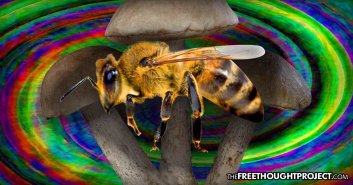 Study Finds Magic Mushrooms Help Honey Bees Fight Off Dangerous Viruses That Are Killing Them Off