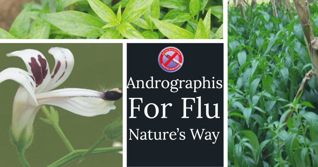Andrographis Instead of the Flu Vaccine Blog-cover--1024x537