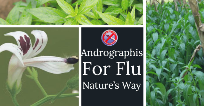 Andrographis Instead of the Flu Vaccine