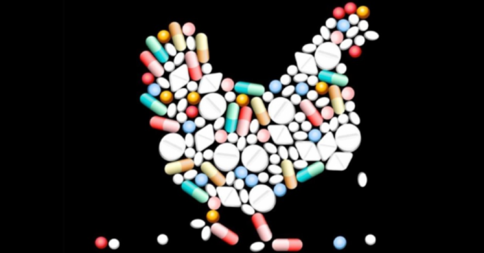 “Hugely Important Breakthrough for Human and Animal Health” as EU Approves Antibiotic Restrictions for Livestock to Battle Superbugs Chicken