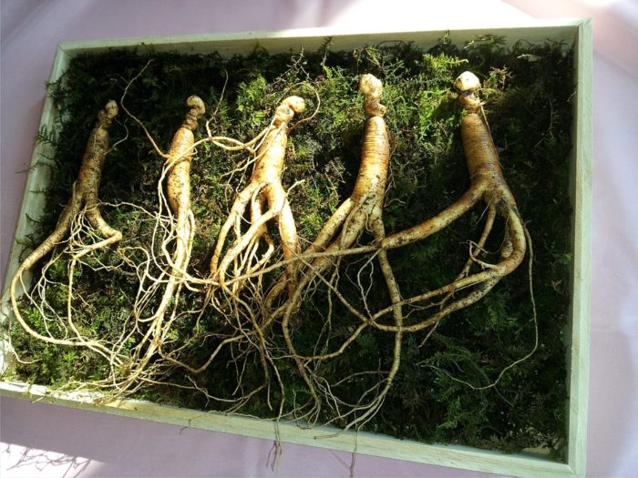 The Amazing Health Benefits of Ginseng