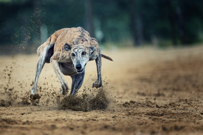 Floridians Have a Chance to Ban Cruel Greyhound Racing When They Go to the Polls