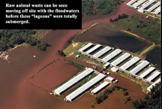 CAFOs in North Carolina and Copper Mines in Minnesota: Photo Gallery of When Govt and Corporations Go Rogue