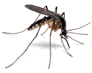 Andrographis Instead of the Flu Vaccine Mosquito-illustration_360x286-300x238