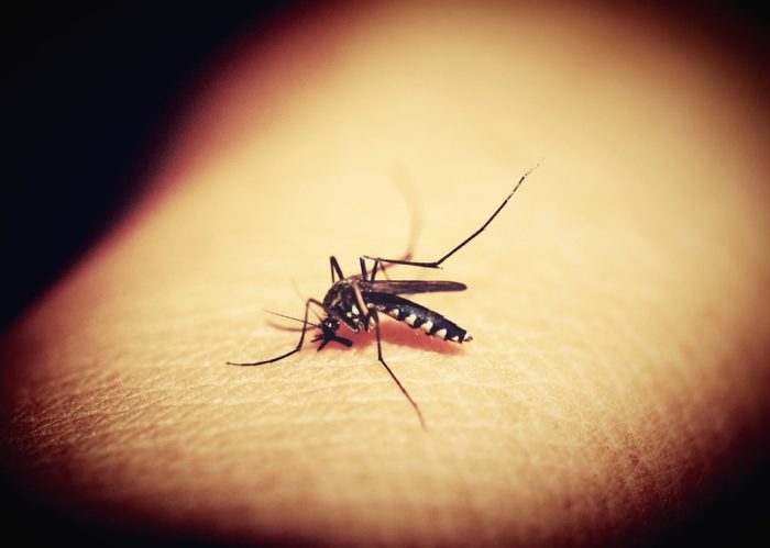 Scientists Fear DARPA’s Plan to Infect Insects with GM Viruses to Place on our Crops