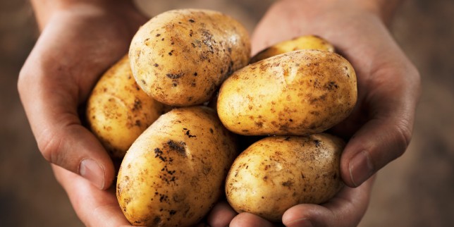 Creator of GMO Potatoes Reveals The Dangerous Truth