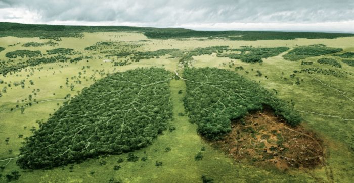 What’s Happening To Trees—The Planet’s “Lungs”?