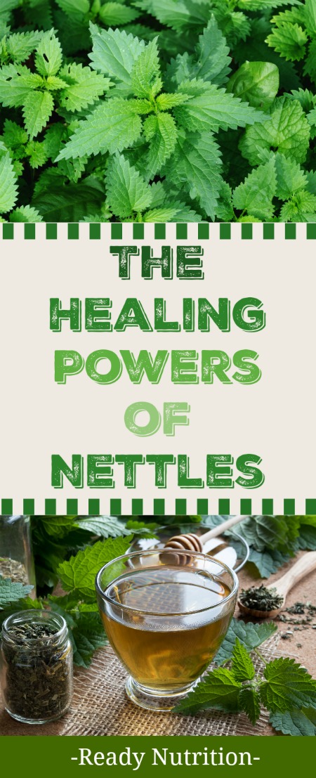 The Medicinal Power Of Nettles Ready-Nutrition-The-Healing-Powers-of-Nettles-1